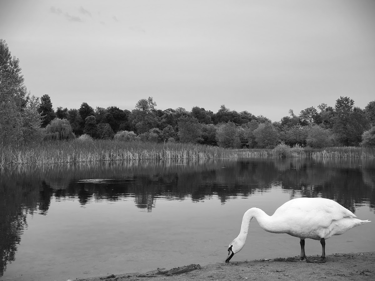 Foto di RNP Romsilva Administratia Parcului Natural Lunca Mureșului R.A.