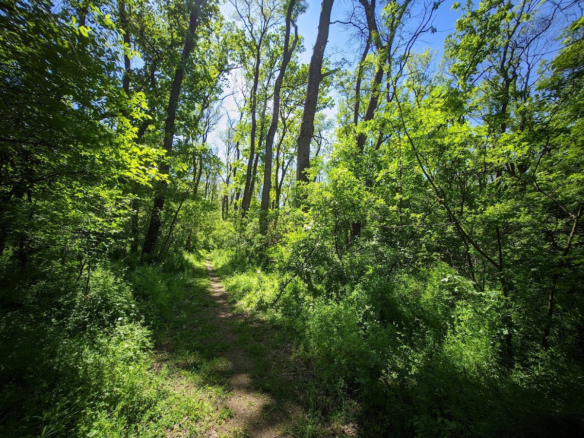 Photo of Rezervația Naturală Pădurea Cenad
