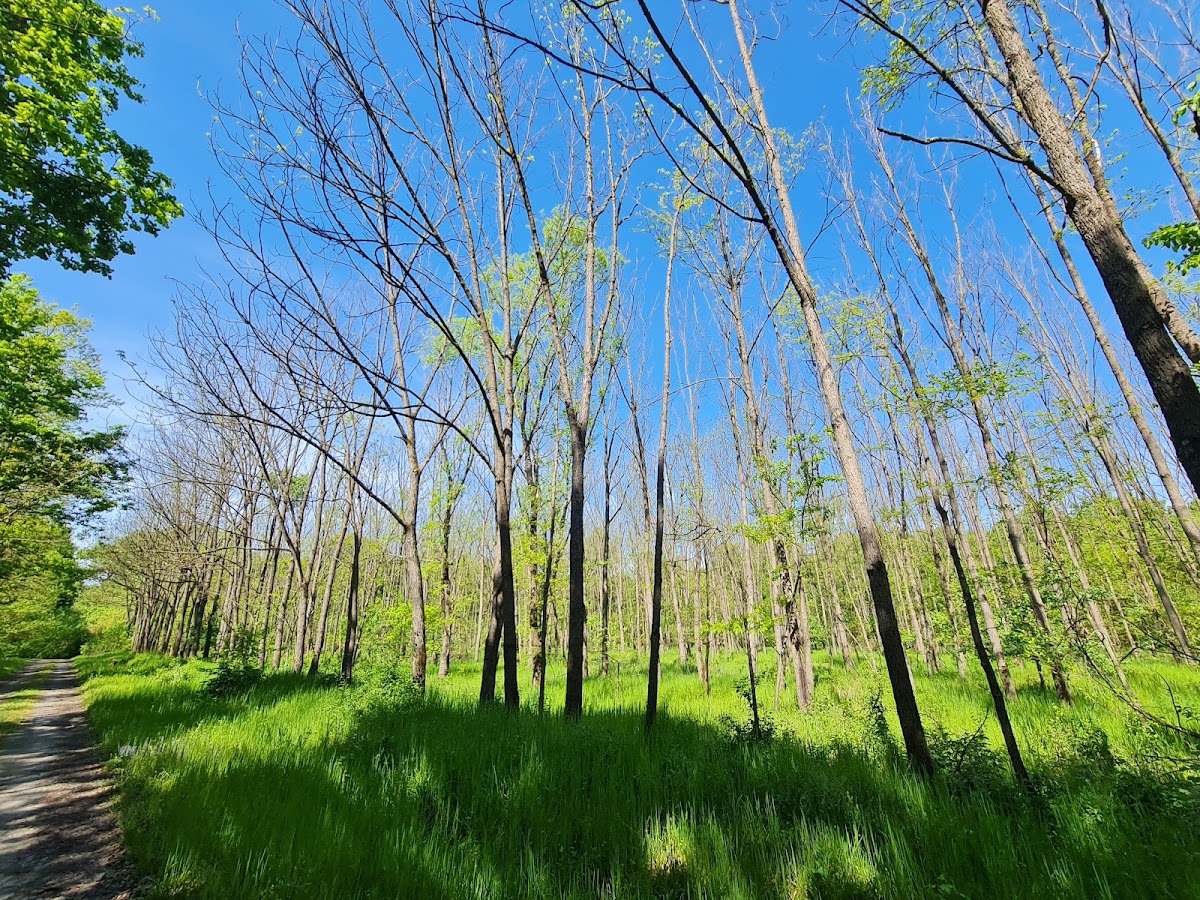 Photo of Pădurea Lighed