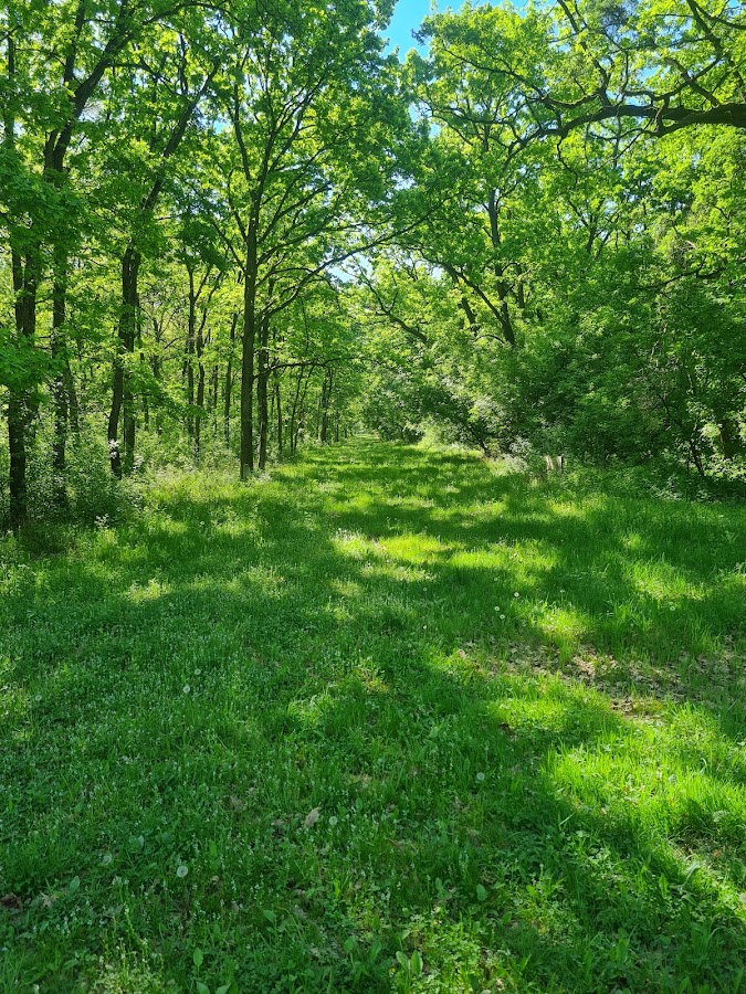 Photo of Pădurea Lighed