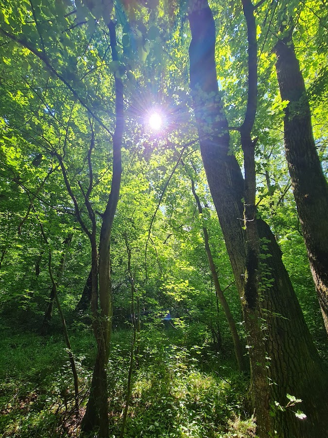 Photo of Pădurea Lighed
