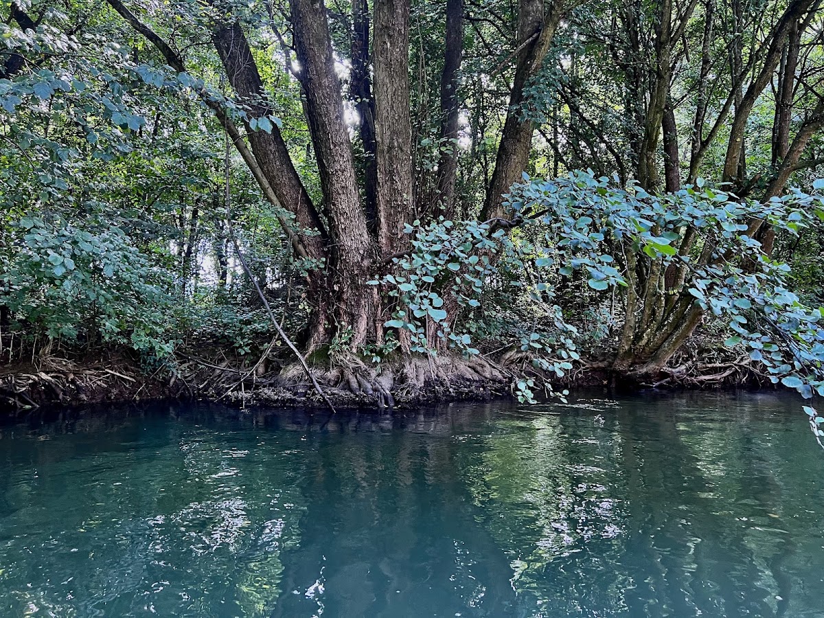 Foto von Canoe Remetea Mare | Bega Sălbatică | Equilibrium