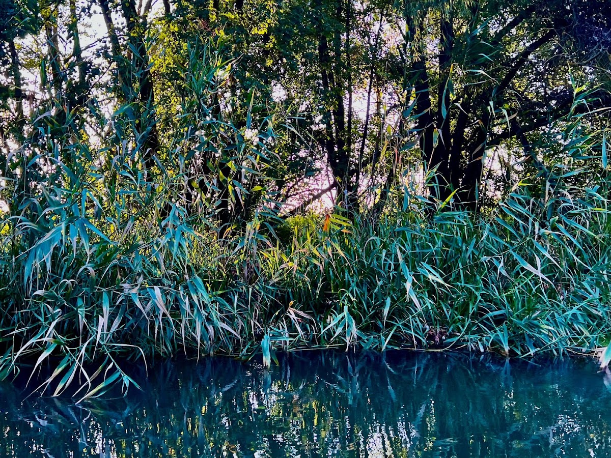 Foto von Canoe Remetea Mare | Bega Sălbatică | Equilibrium