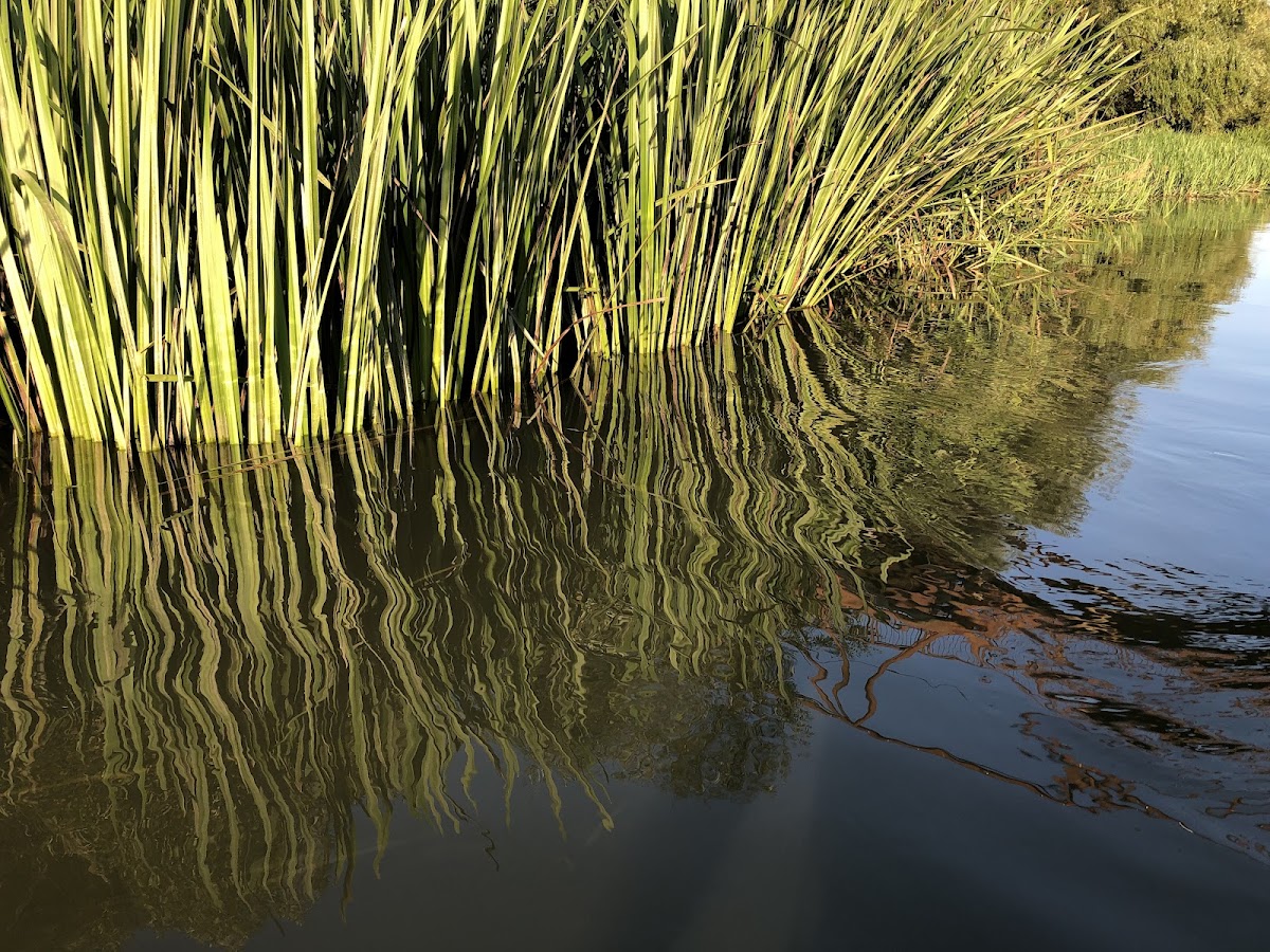 Photo of Canoe Timișoara | Bega Sălbatică | Equilibrium