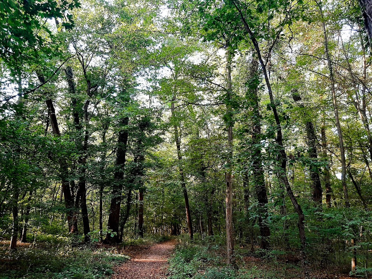 Photo of Parcul Dendrologic Bazoș