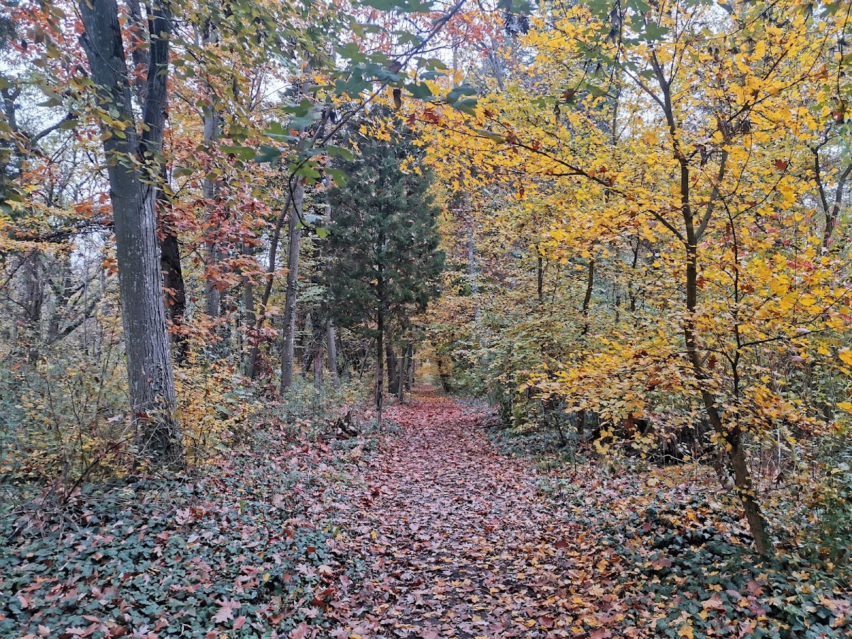 Foto di Parcul Dendrologic Bazoș