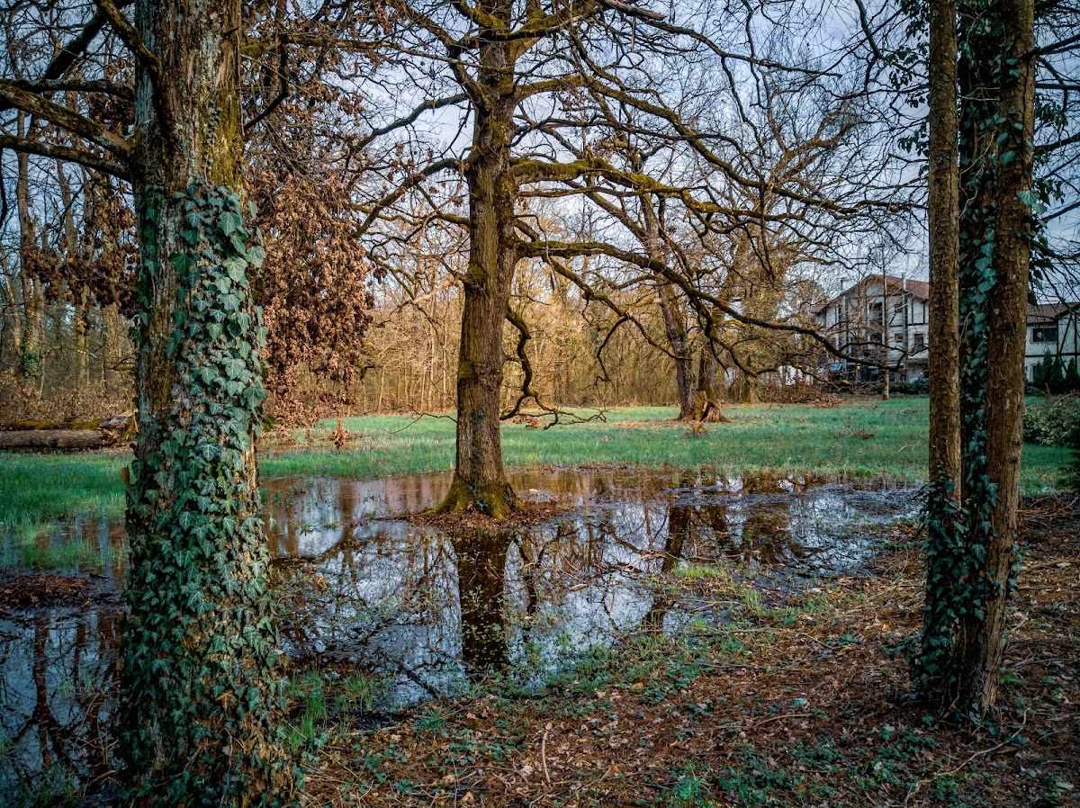 Foto di Parcul Dendrologic Bazoș