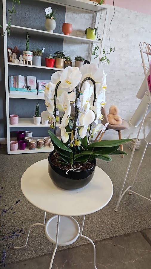 Photo de Infinity Flowers Shop SRL