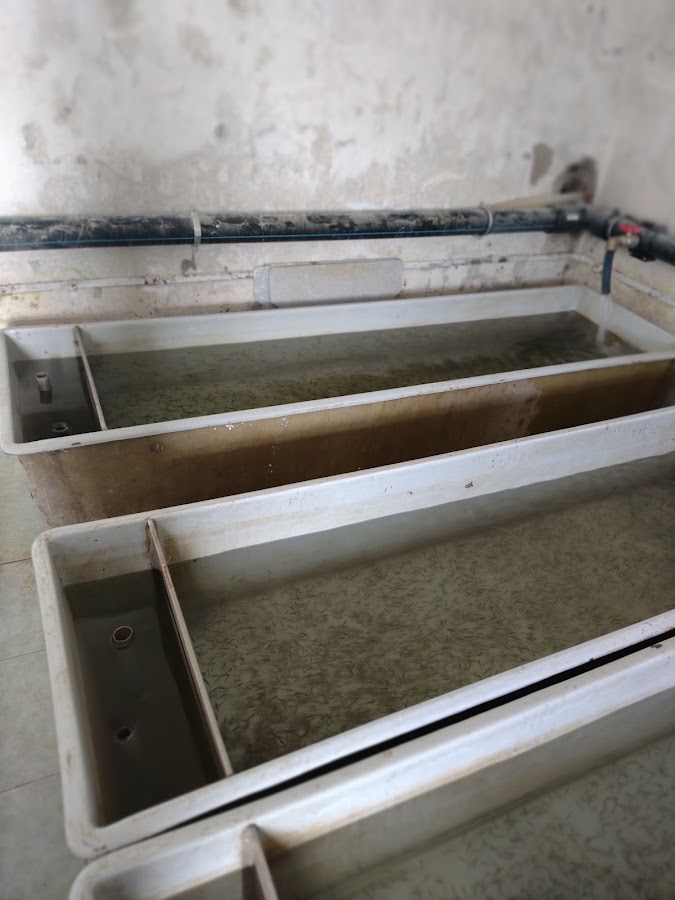 Photo de Happyfish Vașcău