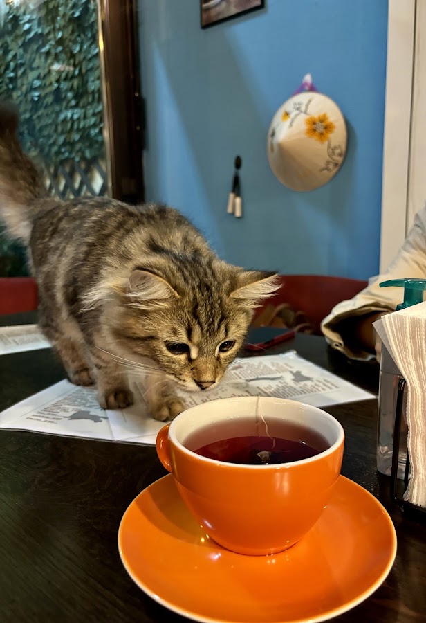 Photo of Pet Cafe