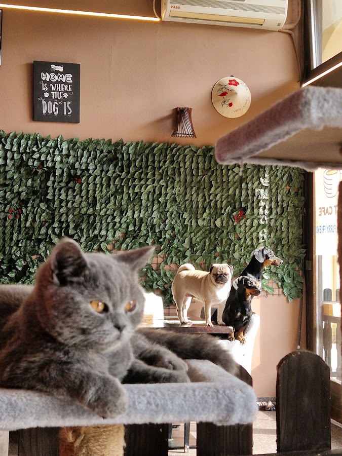 Photo of Pet Cafe