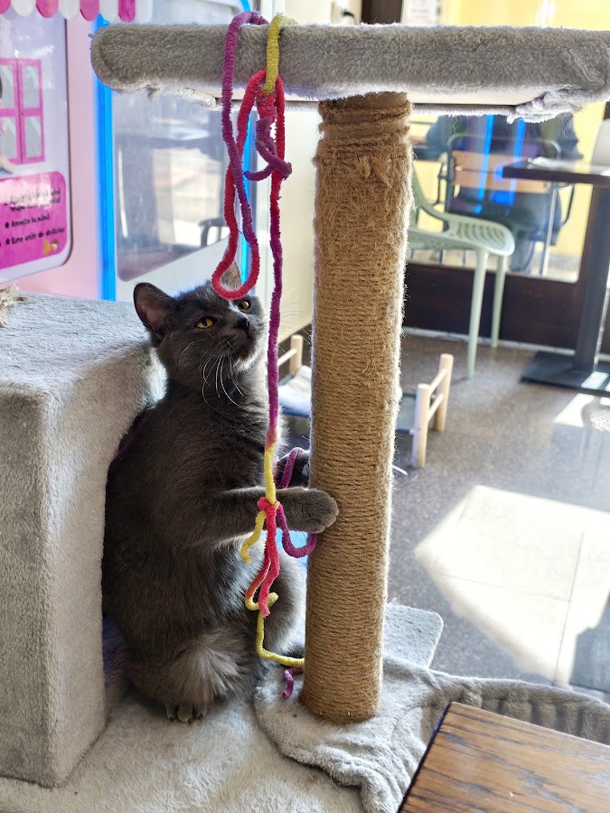 Photo of Pet Cafe