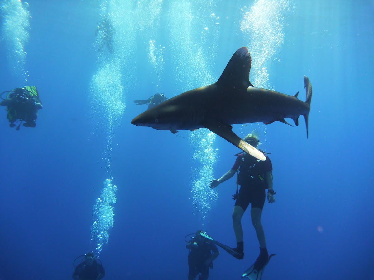 Foto di Centrul de scafandri MasterDiving