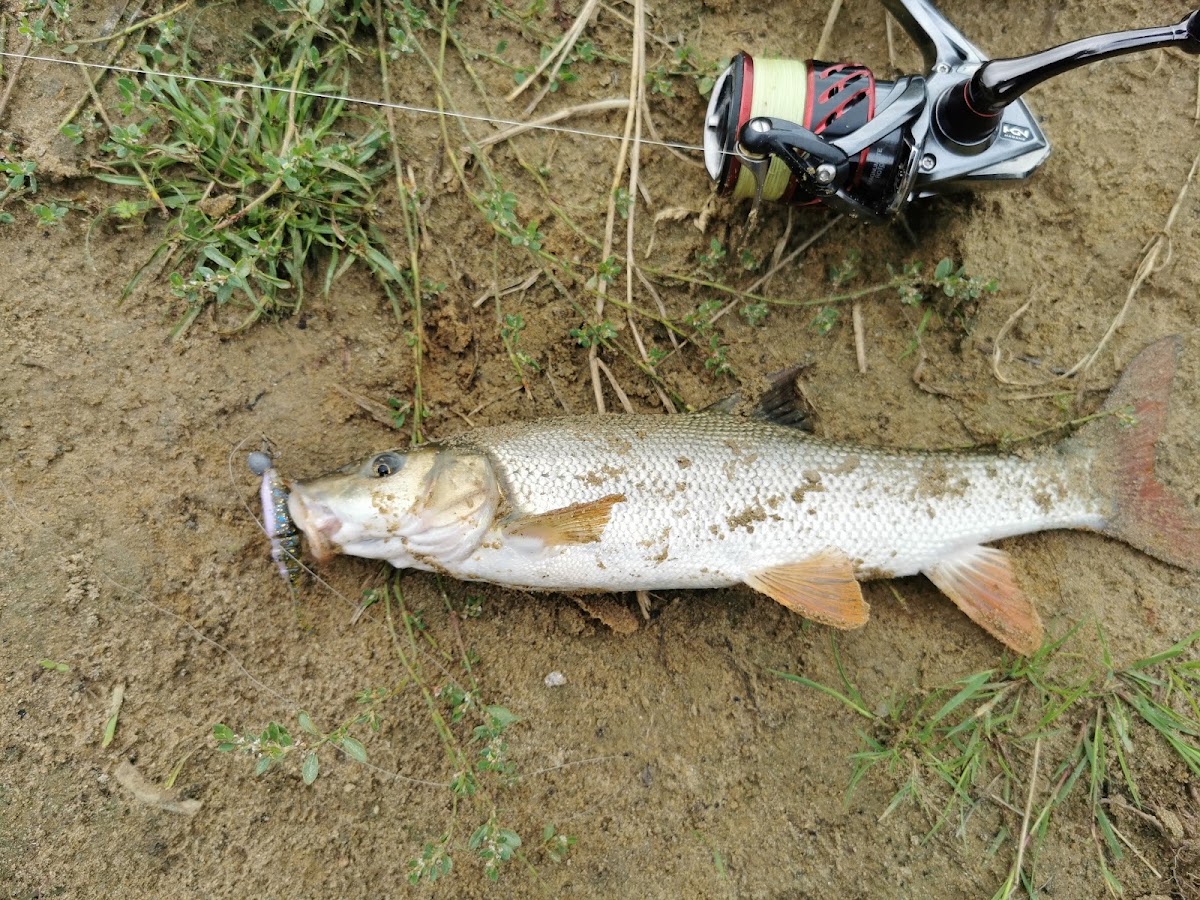 Photo de King-Fish.ro - Articole pescuit