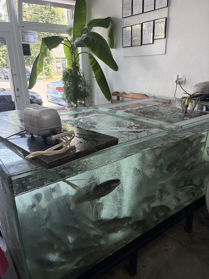 Foto von Geschäft lebender Fisch