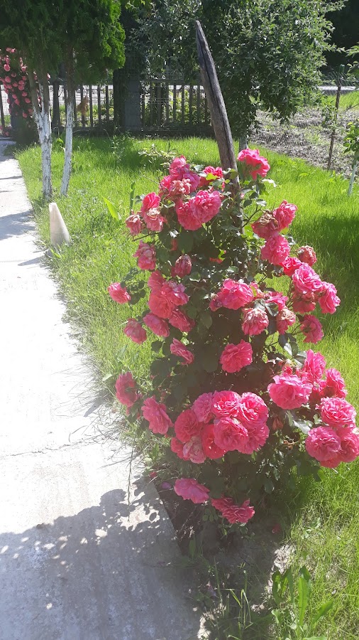 Foto von Pensiunea Vidra