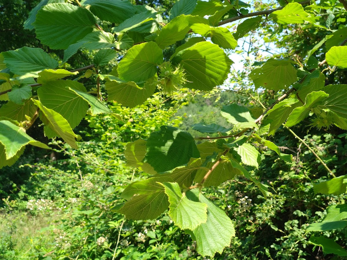 Photo of Camping liber Finiș