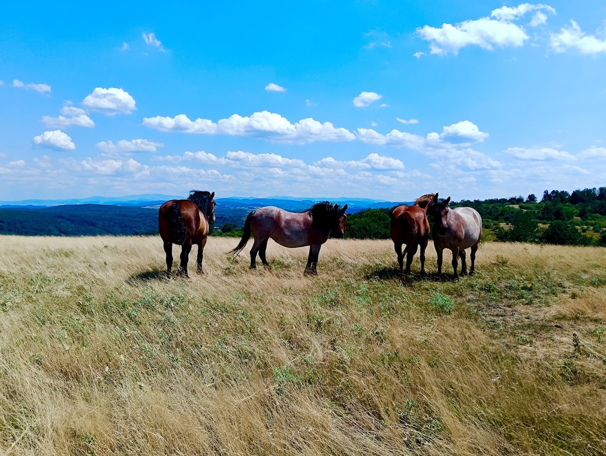 Foto von Carpathian Garden