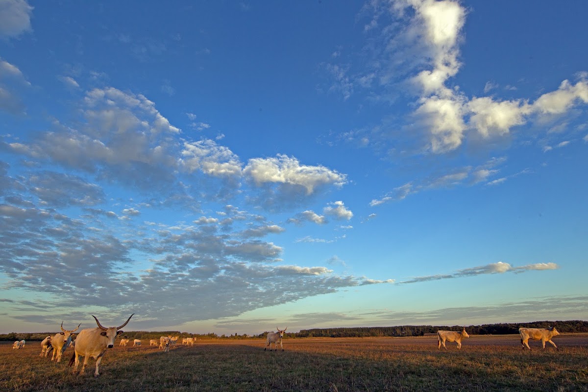 Foto von Bibic Nature Lodge