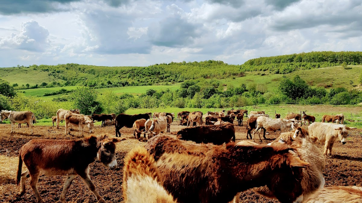 Photo of Ferma Măgărițelor