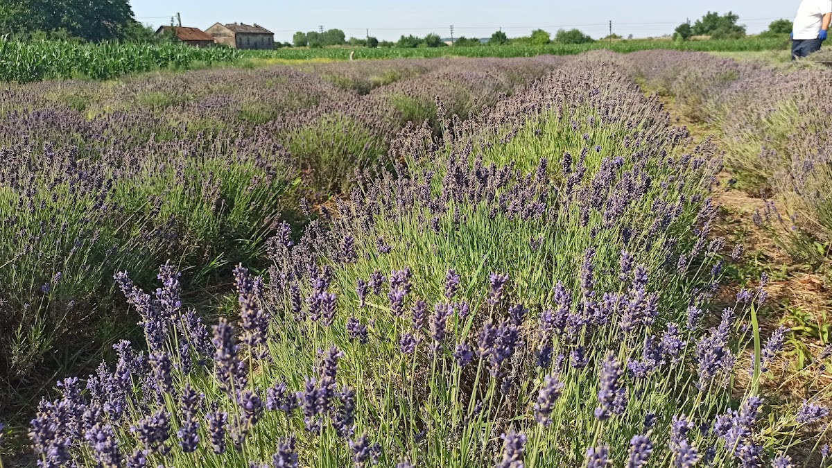 Photo de la Ferme de lavande Săcuieni