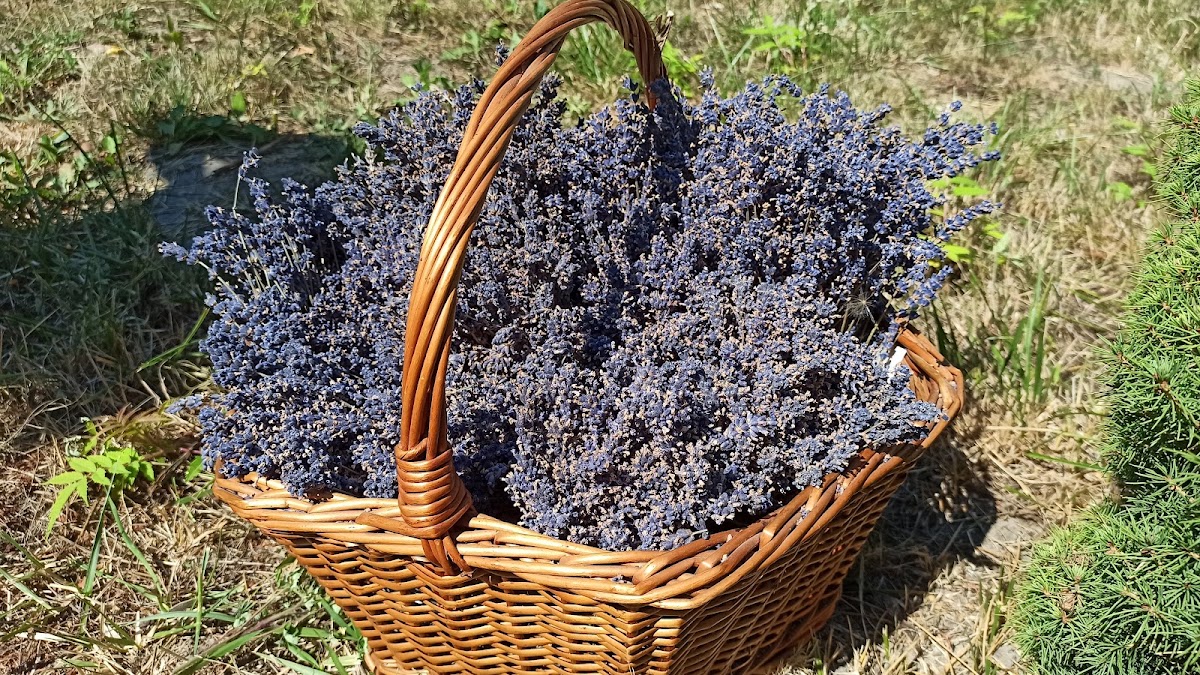 Photo de Ferma de lavandă Săcuieni
