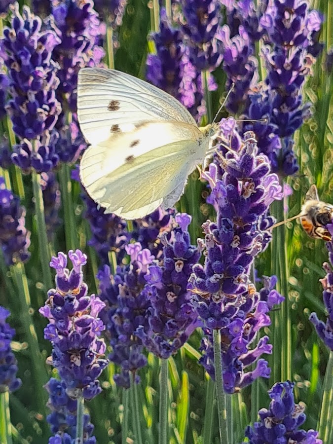 Photo de Ferma de lavandă Săcuieni