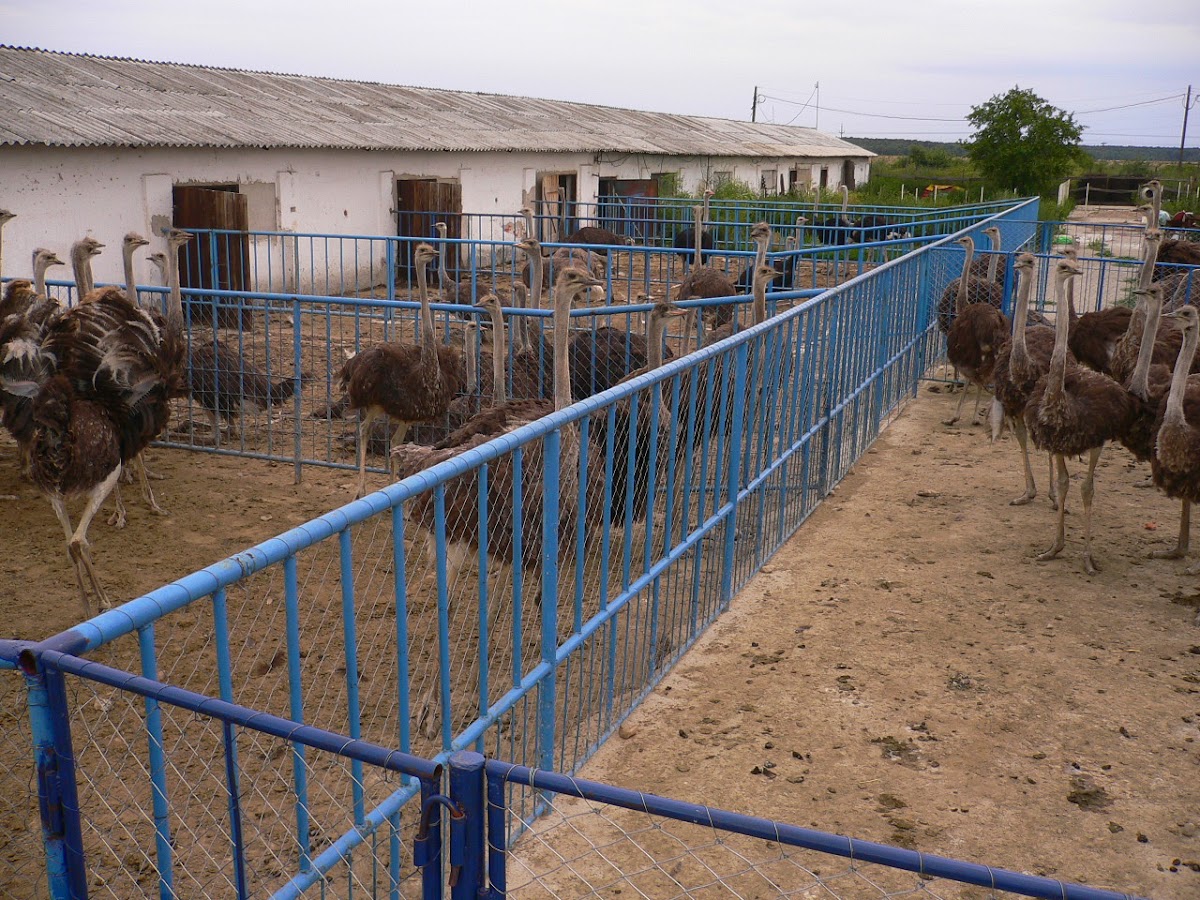 Photo of Ferma de struti Tinca