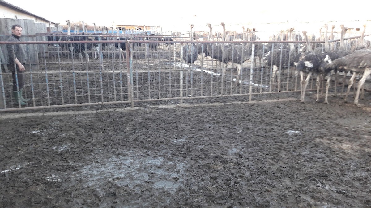 Photo of Ferma de struti Tinca