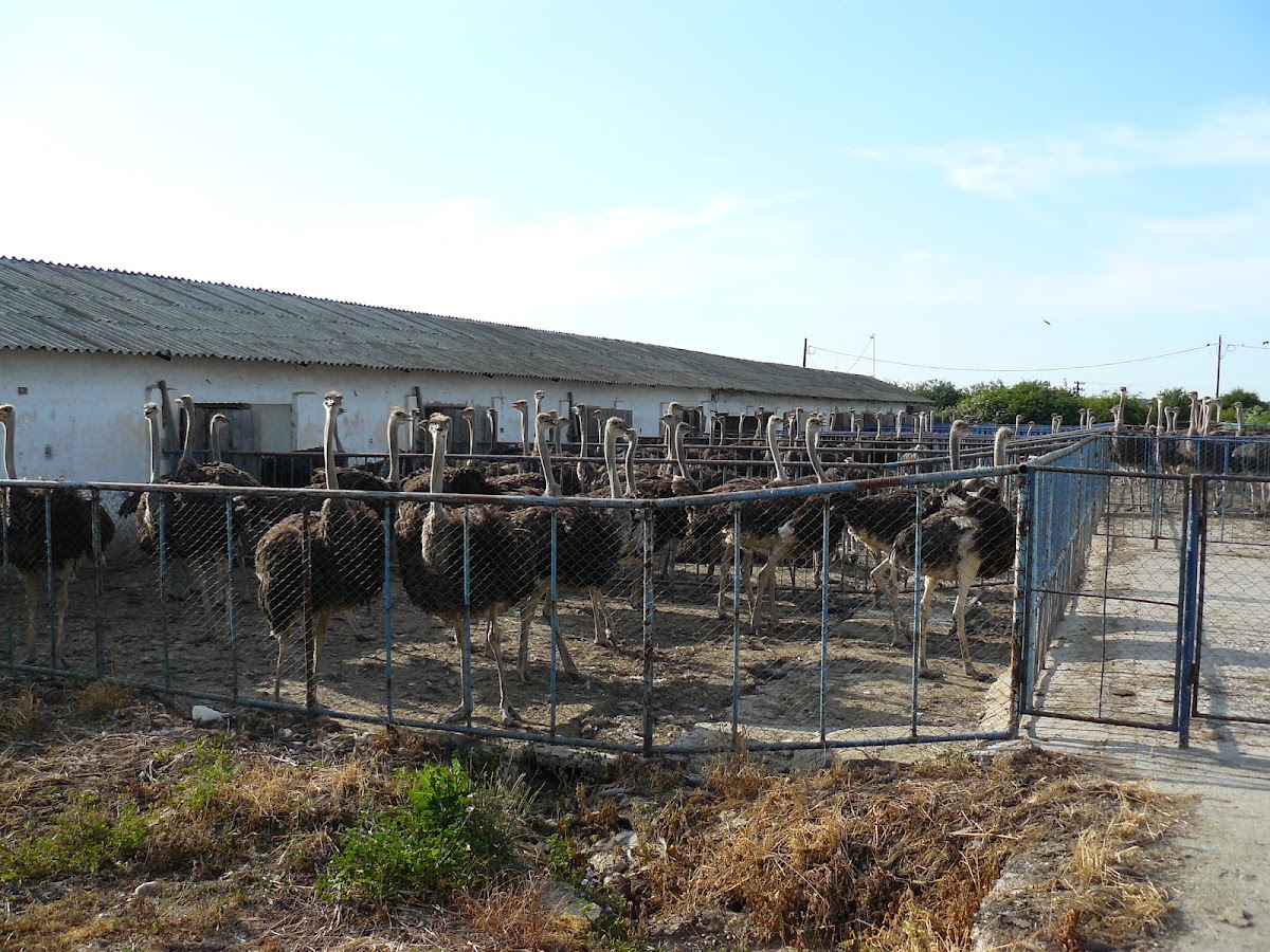 Photo of Ferma de struti Tinca