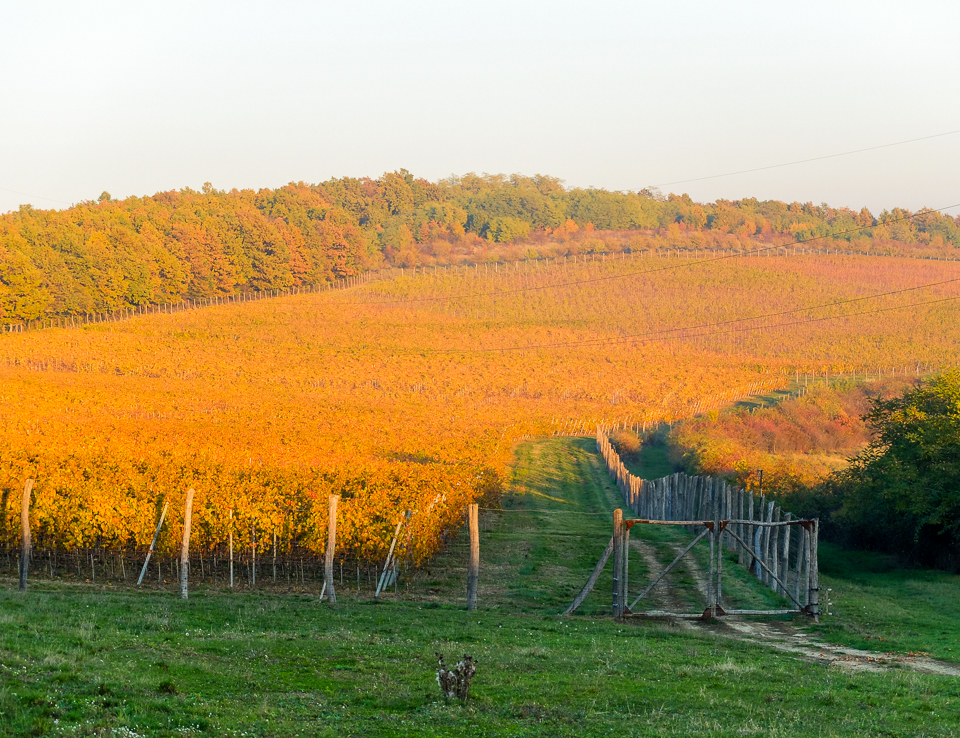 Foto von Carastelec Sparkling Winery