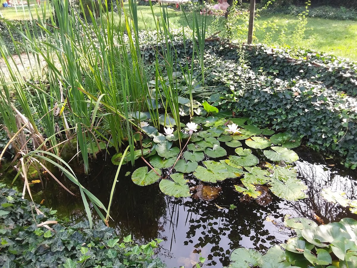 Photo of Gradina Termala