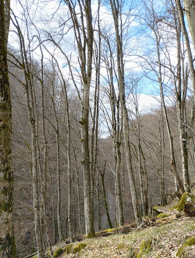 Foto von Cheile Albioarei