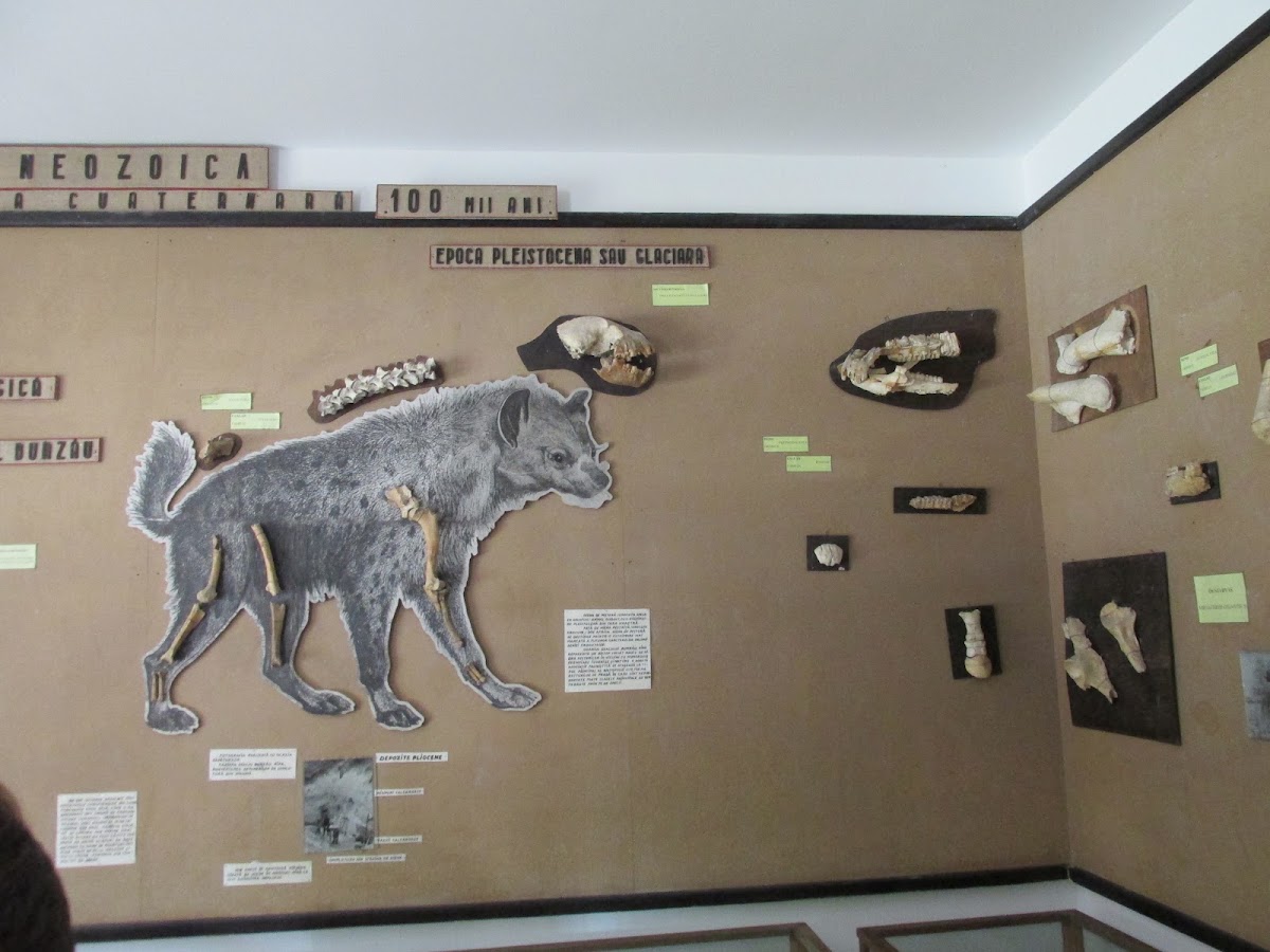 Photo du Musée des Sciences naturelles Csák Kálmán