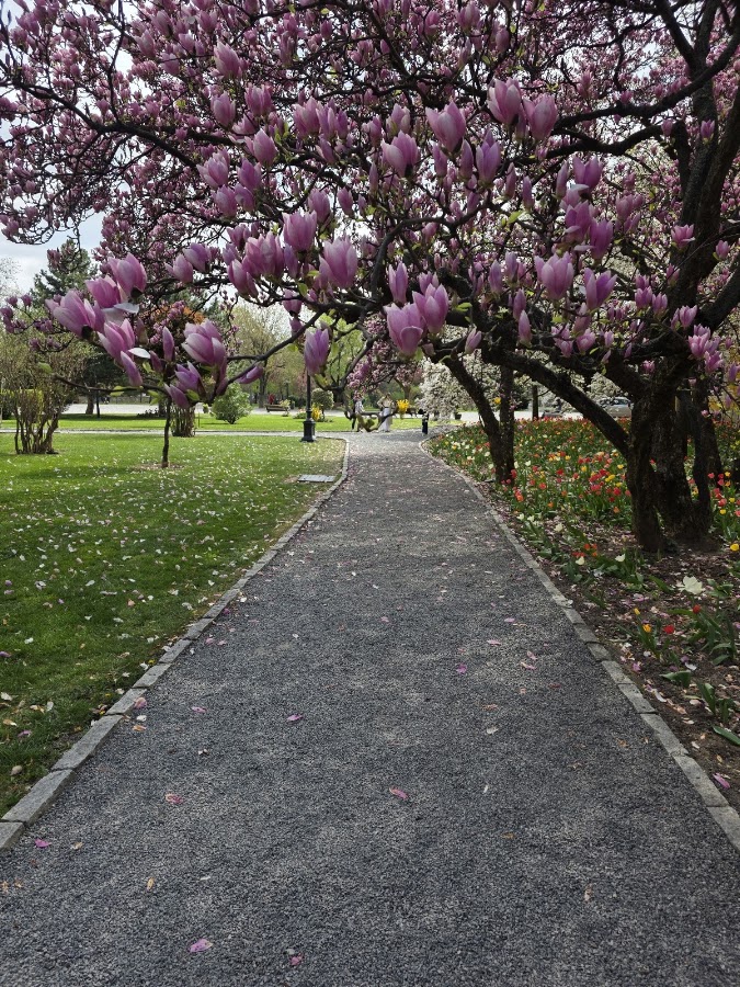 Foto von Parcul Episcopiei Romano Catolice