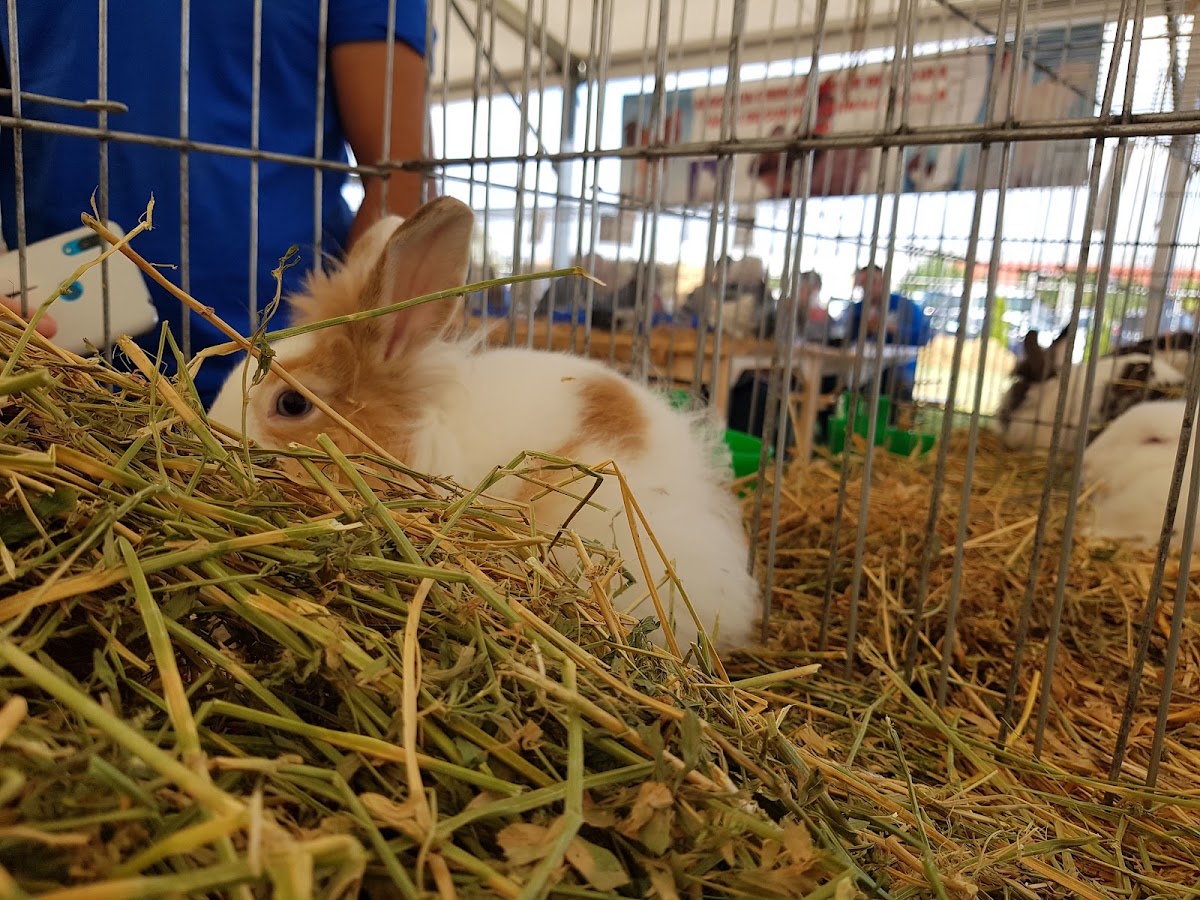 Photo of Expo Arad