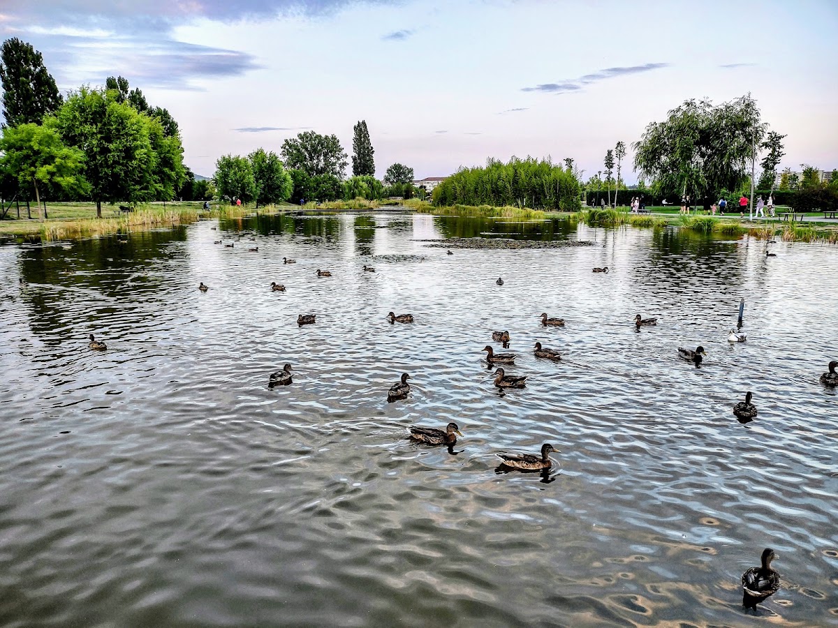 Fotografie de Parcul Salca