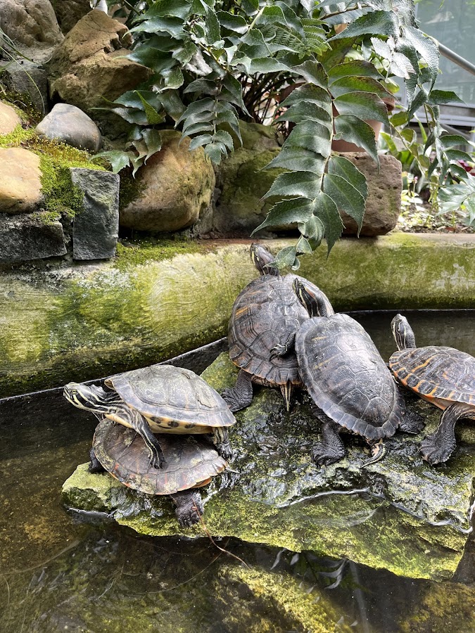 Foto di Grădina Botanică „Vasile Fati” din Jibou