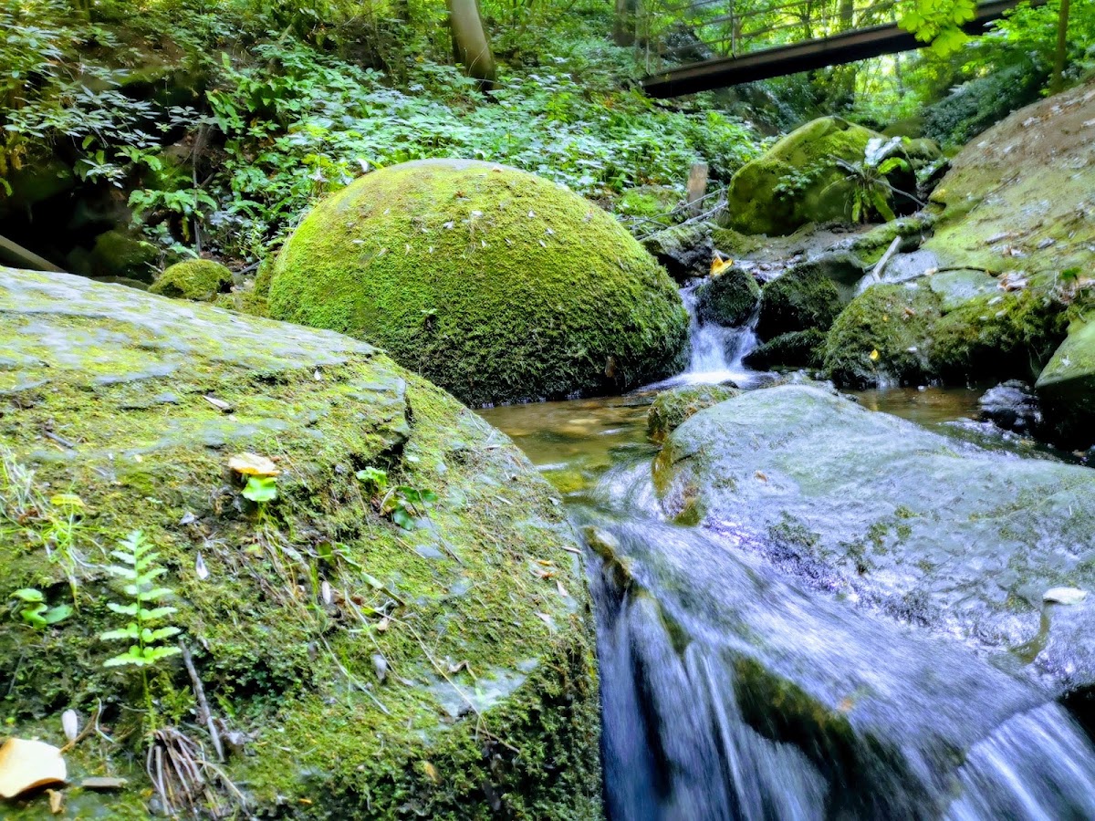 Fotografie de Grădina Botanică Alexandru Borza