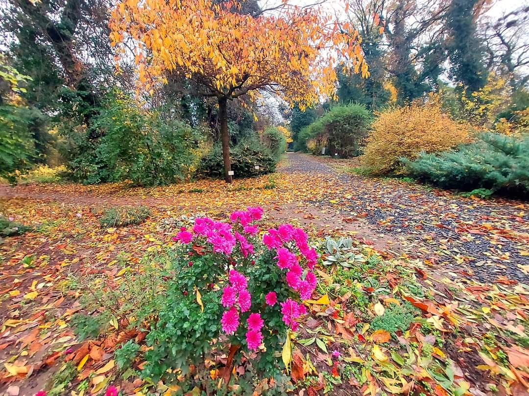 Foto di Grădina Botanică Macea