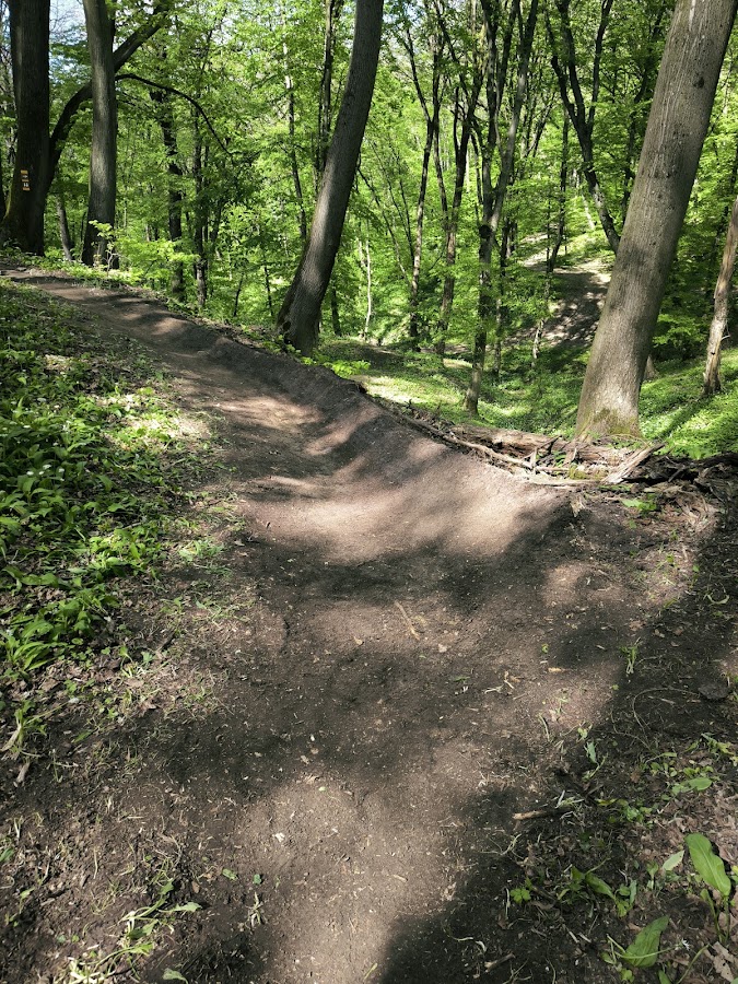 Foto des Mäusedornpfads