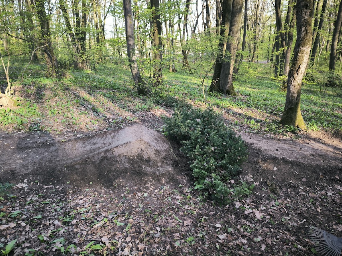 Foto von Butcher’s Broom Trail