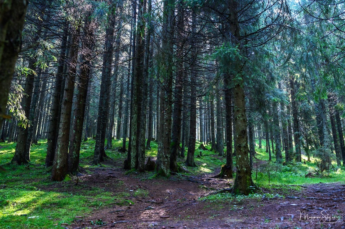 Fotografie de Yellow Dot Trail