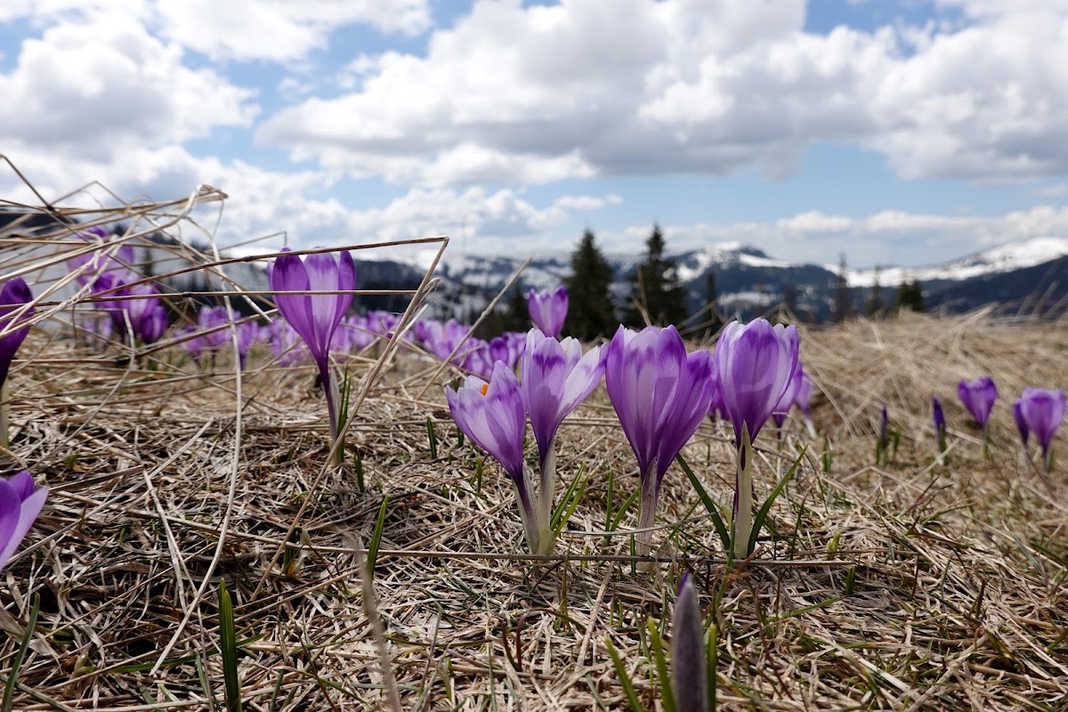 Foto von Vf. Buteasa