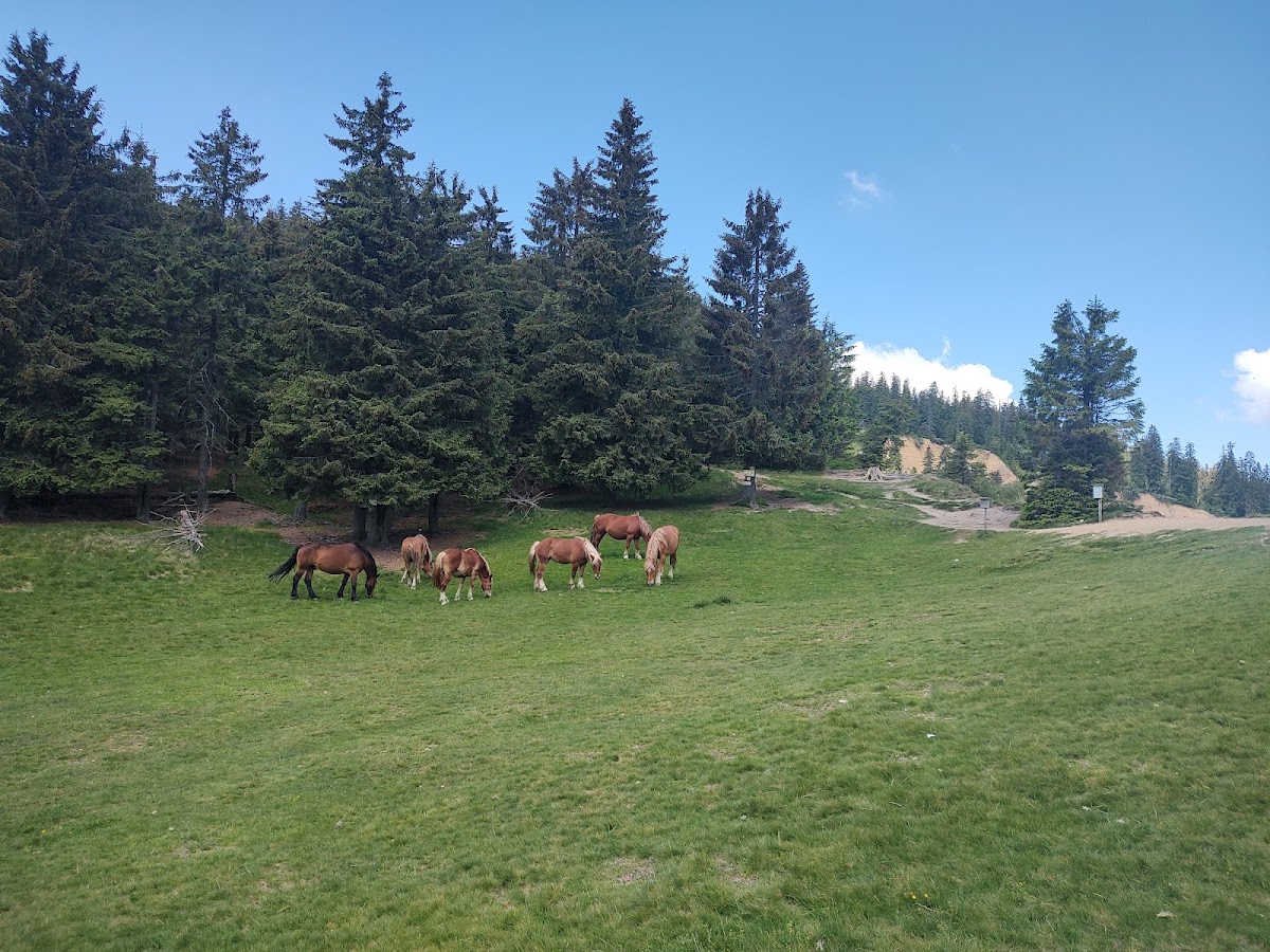 Foto di Groapa Ruginoasa - Valea Seacă
