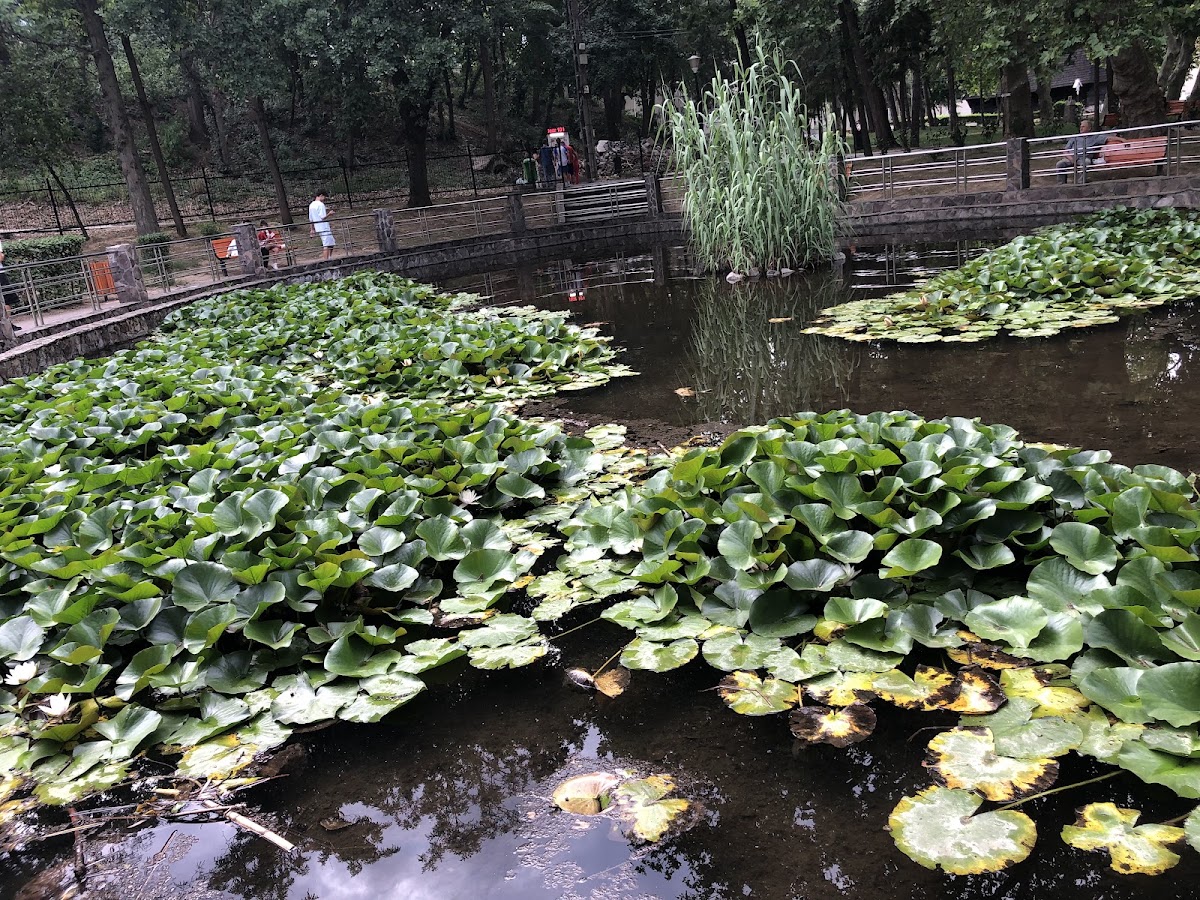 Photo de Lacul cu Nuferi