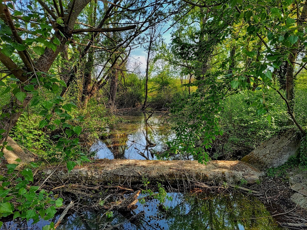 Foto di Rezervatia Naturala "Paraul Peta"