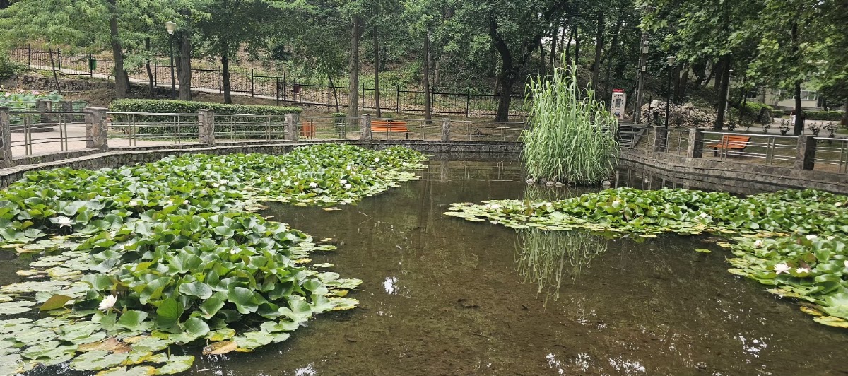 Fotografie de Lacul cu Nuferi