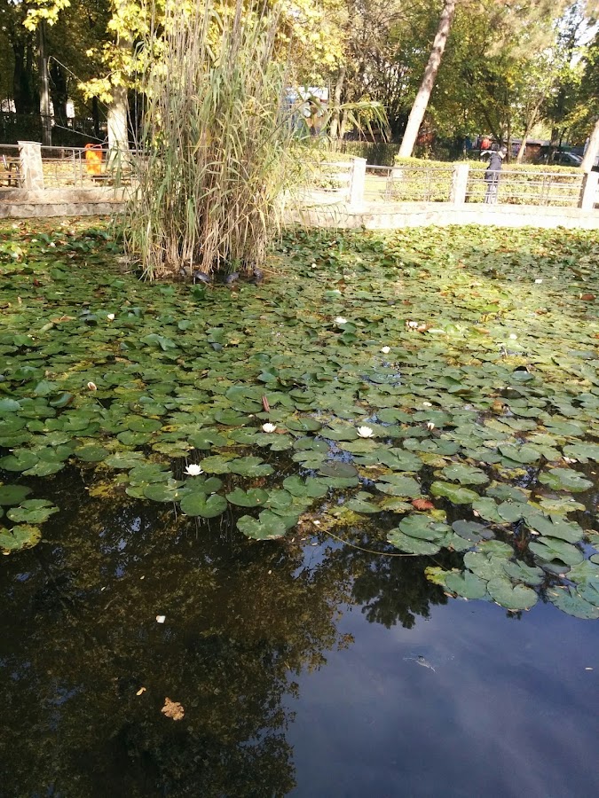 Fotografie de Lacul cu Nuferi