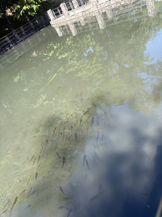Fotografie de Lacul cu nuferi 1